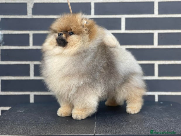 Pomerania perros en Málaga - Anuncio 6