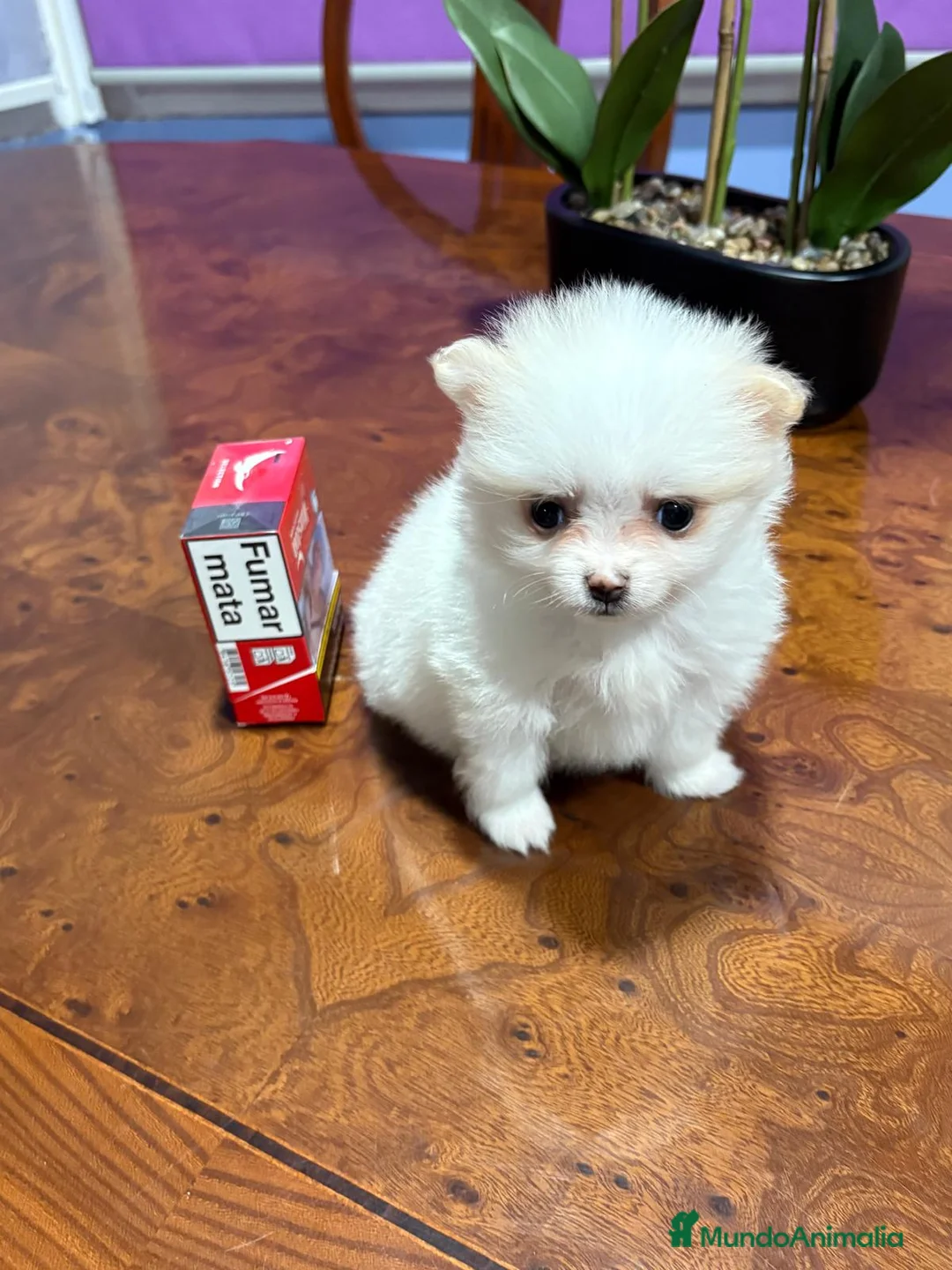 Pomerania perros en venta: Lulu de Pomerania mini toy hembra blanca naranja - Anuncio 14