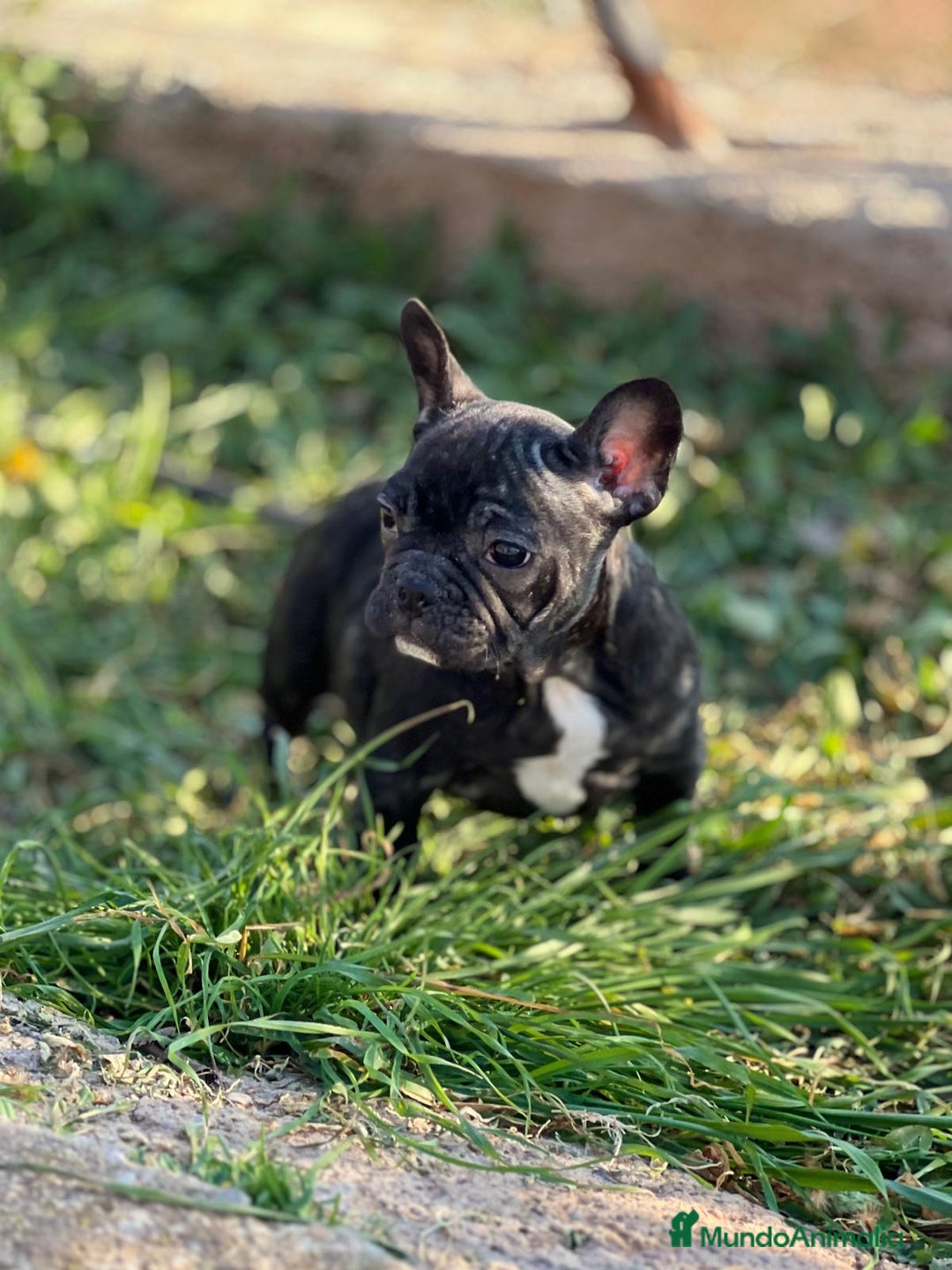 Bulldog Francés perros en venta: BULLDOG FRANCÉS HEMBRA DISPONIBLE en Barcelona - Imagen 2