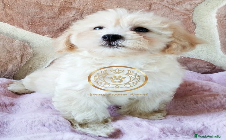 Maltipoo perros - Anuncio 1