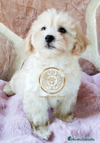 Maltipoo perros - Anuncio 1