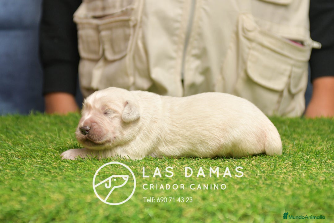 Golden Retriever perros en venta: GOLDEN RETRIEVER DISPONIBLES - Anuncio 3