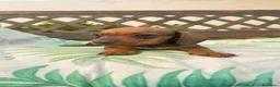 Teckel perros en venta: Cachorritos Teckel canichen - Anuncio 6