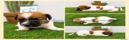 Jack Russell Terrier perros en venta: Cachorros Jack Russell Terrier  - Anuncio 2