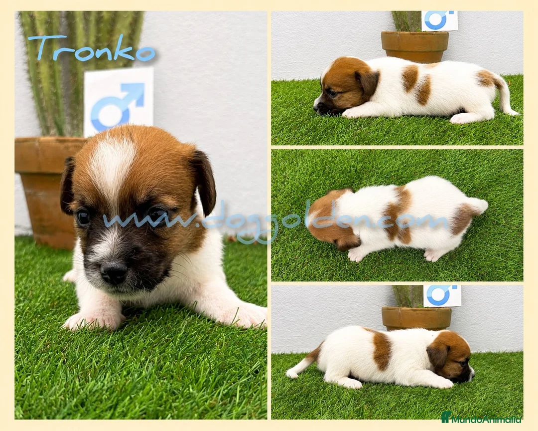 Jack Russell Terrier perros en venta: Cachorros Jack Russell Terrier  - Anuncio 2