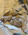 Golden Retriever Cachorro 7