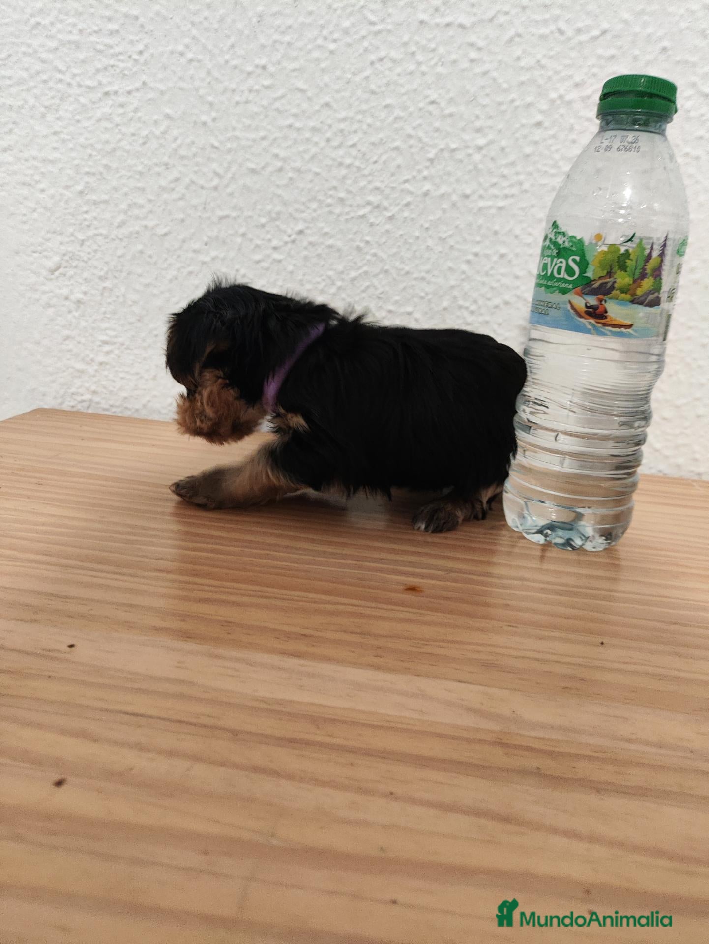 Yorkshire Terrier perros 🐾✨ PRECIOSOS CACHORROS DE YORKSHIRE TERRIER ✨🐾 - Anuncio 3