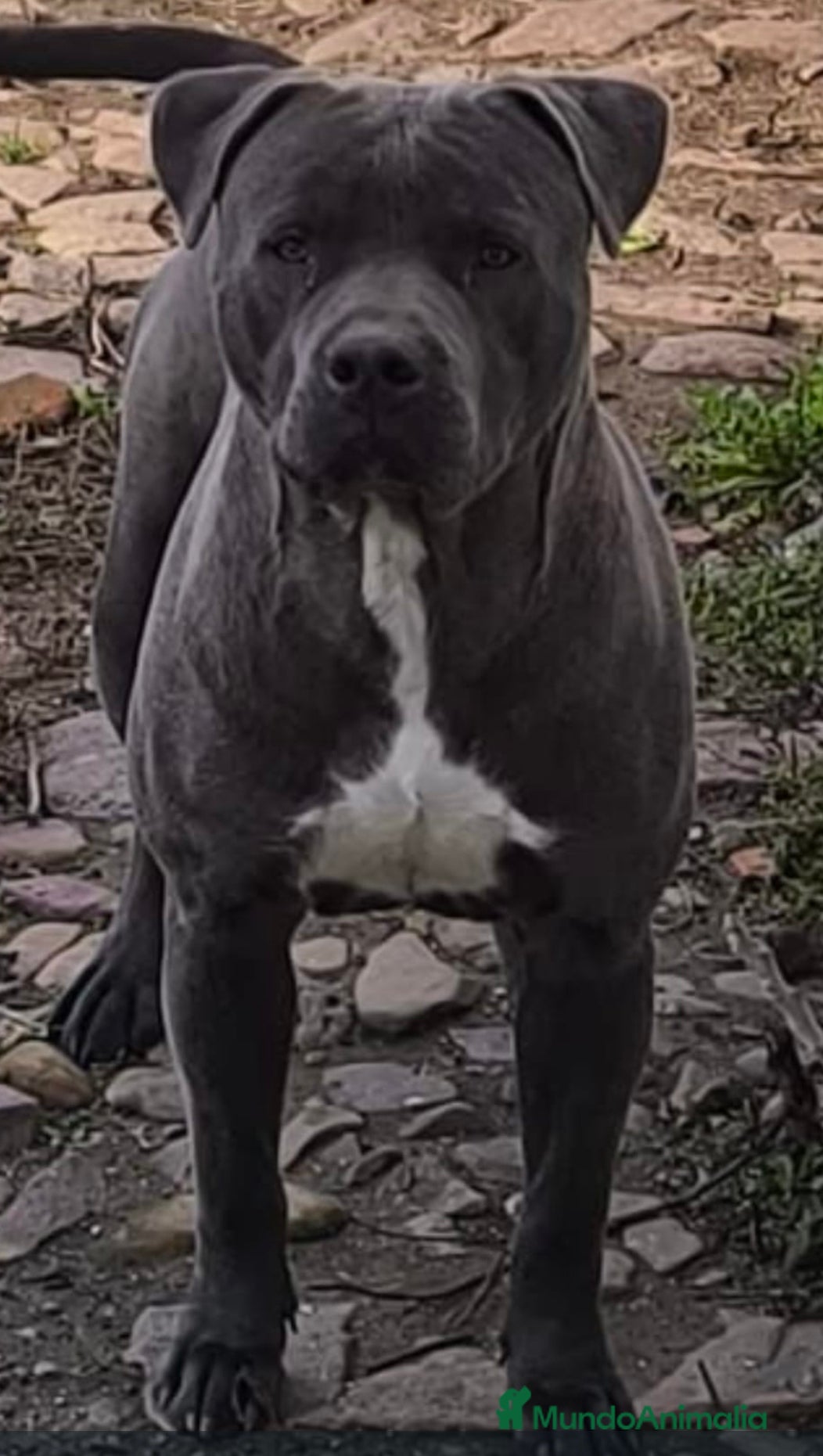 American Pit Bull Terrier perros Pit bull terrier blues y merles - Anuncio 1