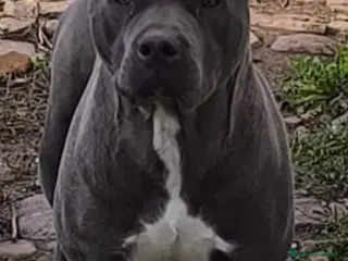 American Pit Bull Terrier perros Pit bull terrier blues y merles - Anuncio 4