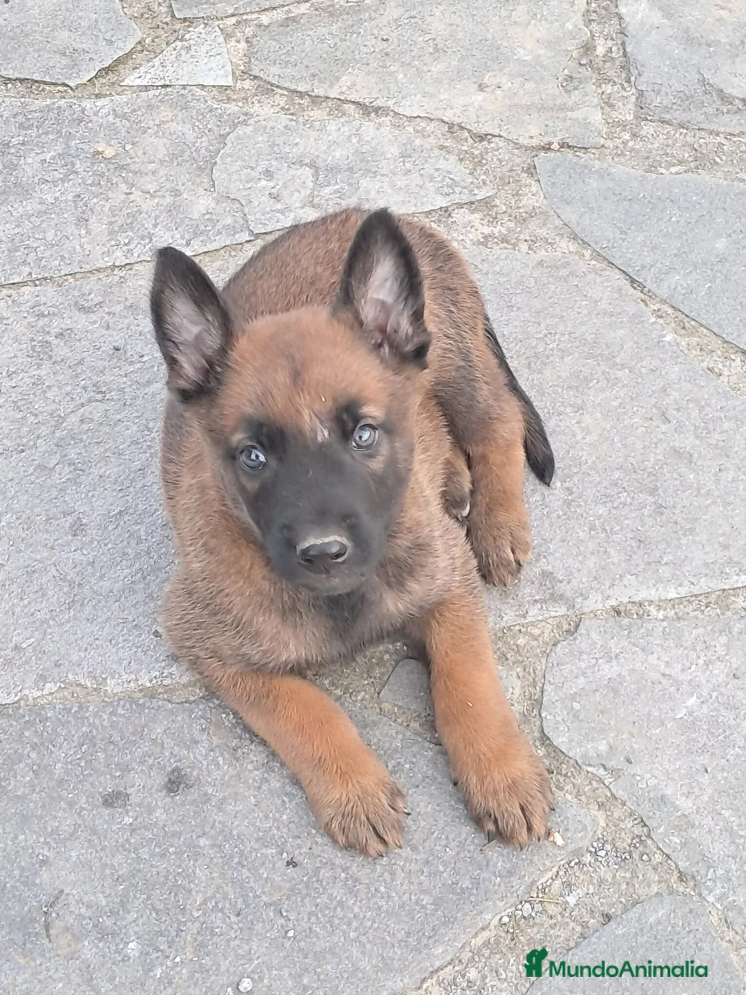Pastor Belga Malinois perros en venta: Camada excelente Pastor Belga Malinois - Anuncio 1