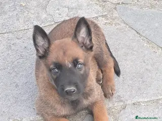 Pastor Belga Malinois perros Camada excelente Pastor Belga Malinois - Anuncio 1
