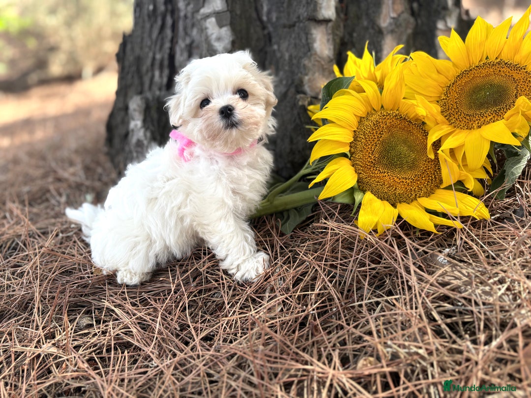 Bichón Maltés perros en venta: Bichon maltés alta selección de cachorros  - Imagen 5