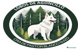 Pastor Blanco Suizo perros en venta: Cachorros de Pastor Blanco Suizo / 2 meses de edad - Imagen 11