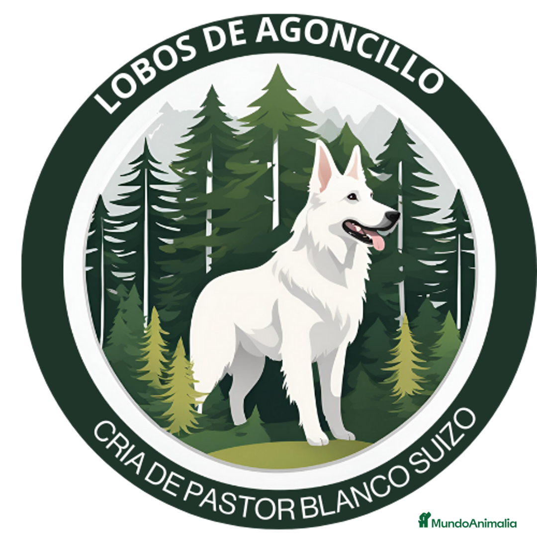 Pastor Blanco Suizo perros en venta: Cachorros de Pastor Blanco Suizo / 2 meses de edad - Imagen 11