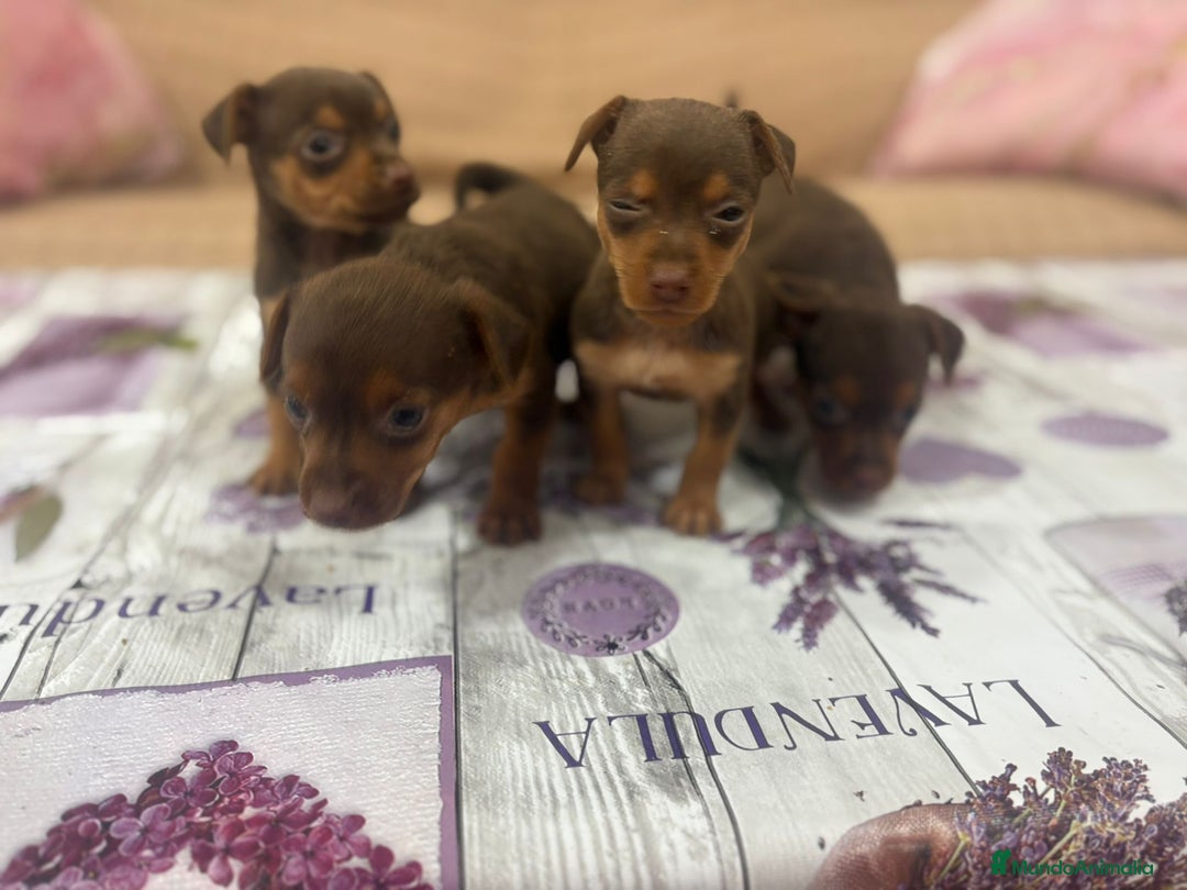 Pinscher Miniatura perros en venta: Pinscher miniatura chocolate  - Imagen 1