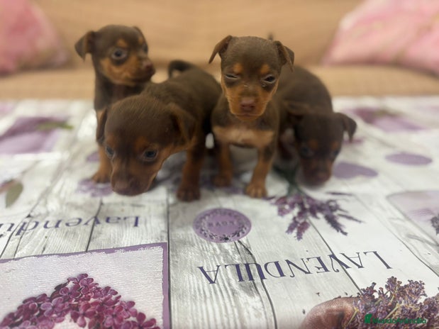 Pinscher Miniatura perros - Anuncio 1