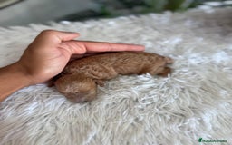 Caniche Toy perros en venta: CANICHE TOY HEMBRA - Imagen 16