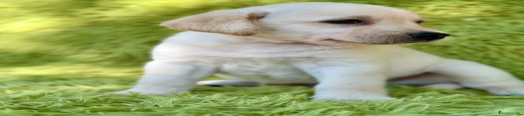 Labrador Retriever Cachorro 2