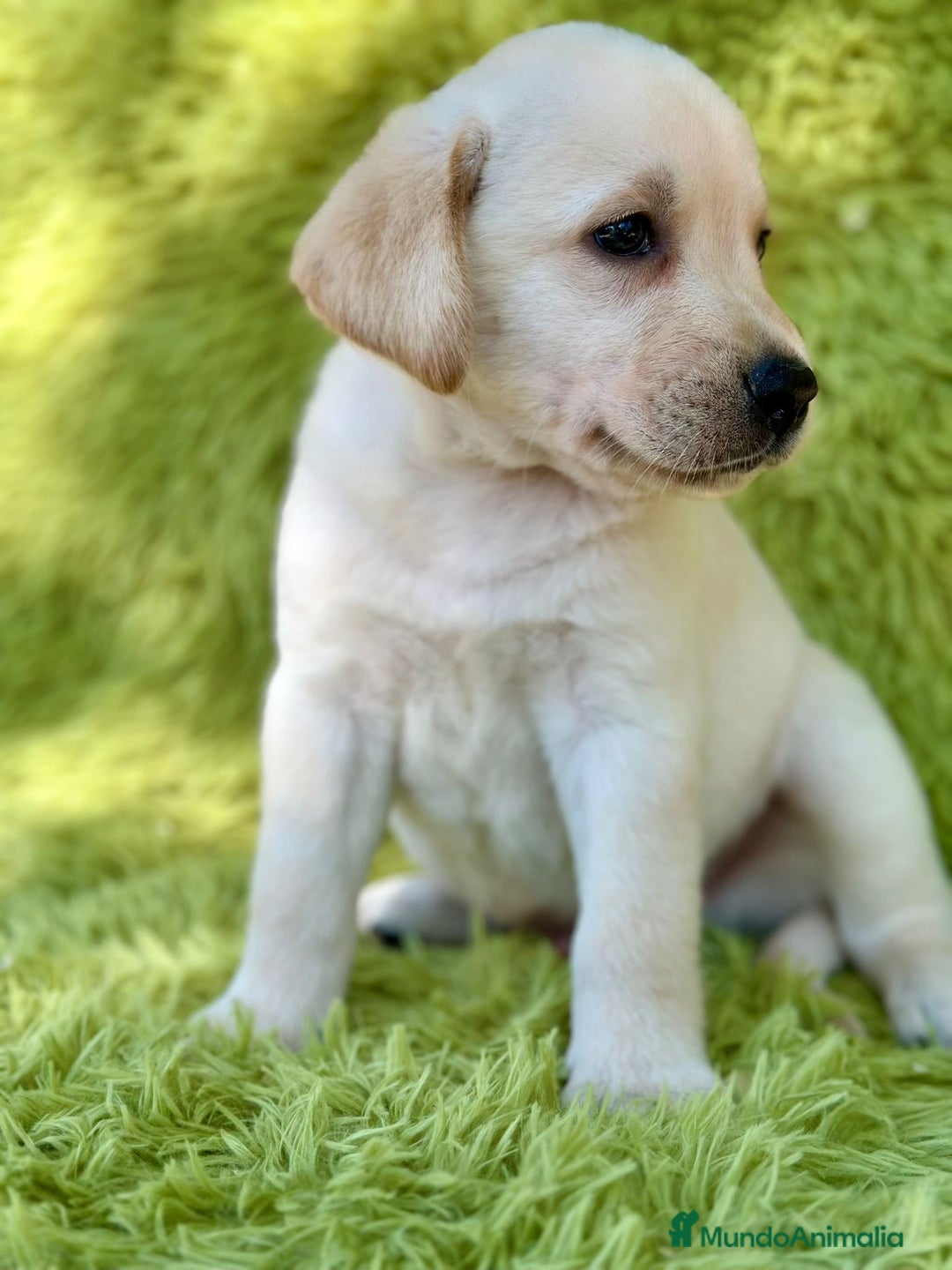Labrador Retriever perros en venta: Labrador retriever  - Imagen 5