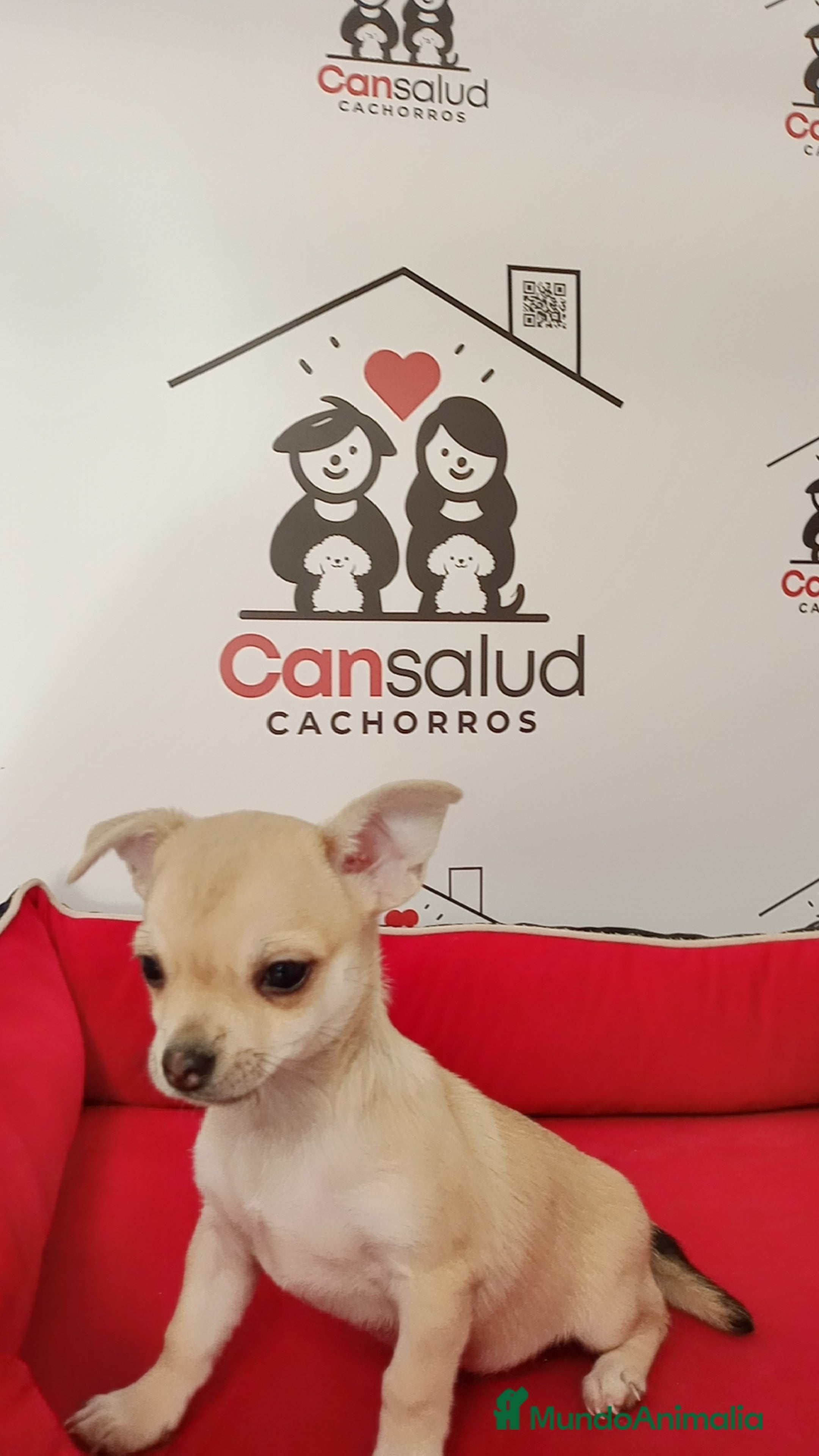 Chihuahua perros Chihuahua  - Anuncio 2