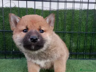 Shiba Inu perros Cachorro SHIBA INU - Anuncio 6