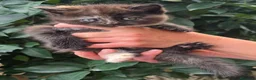 Británico de Pelo Corto gatos en venta: Gatcot.com - Anuncio 6