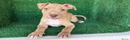 American Pit Bull Terrier perros en venta: pitbull - Anuncio 6