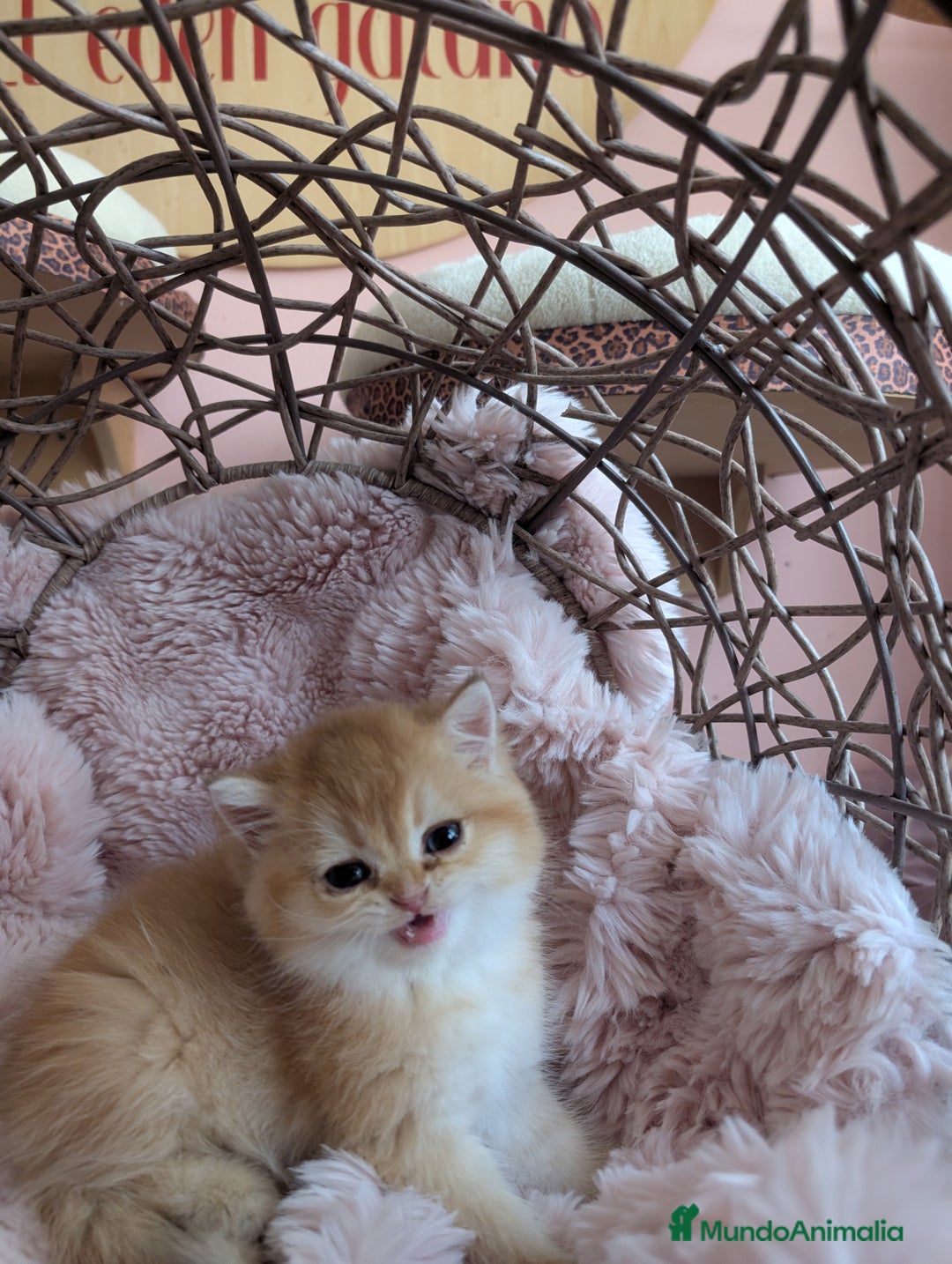 Británico de Pelo Corto gatos en venta: British shorthair en variedad golden - Imagen 4