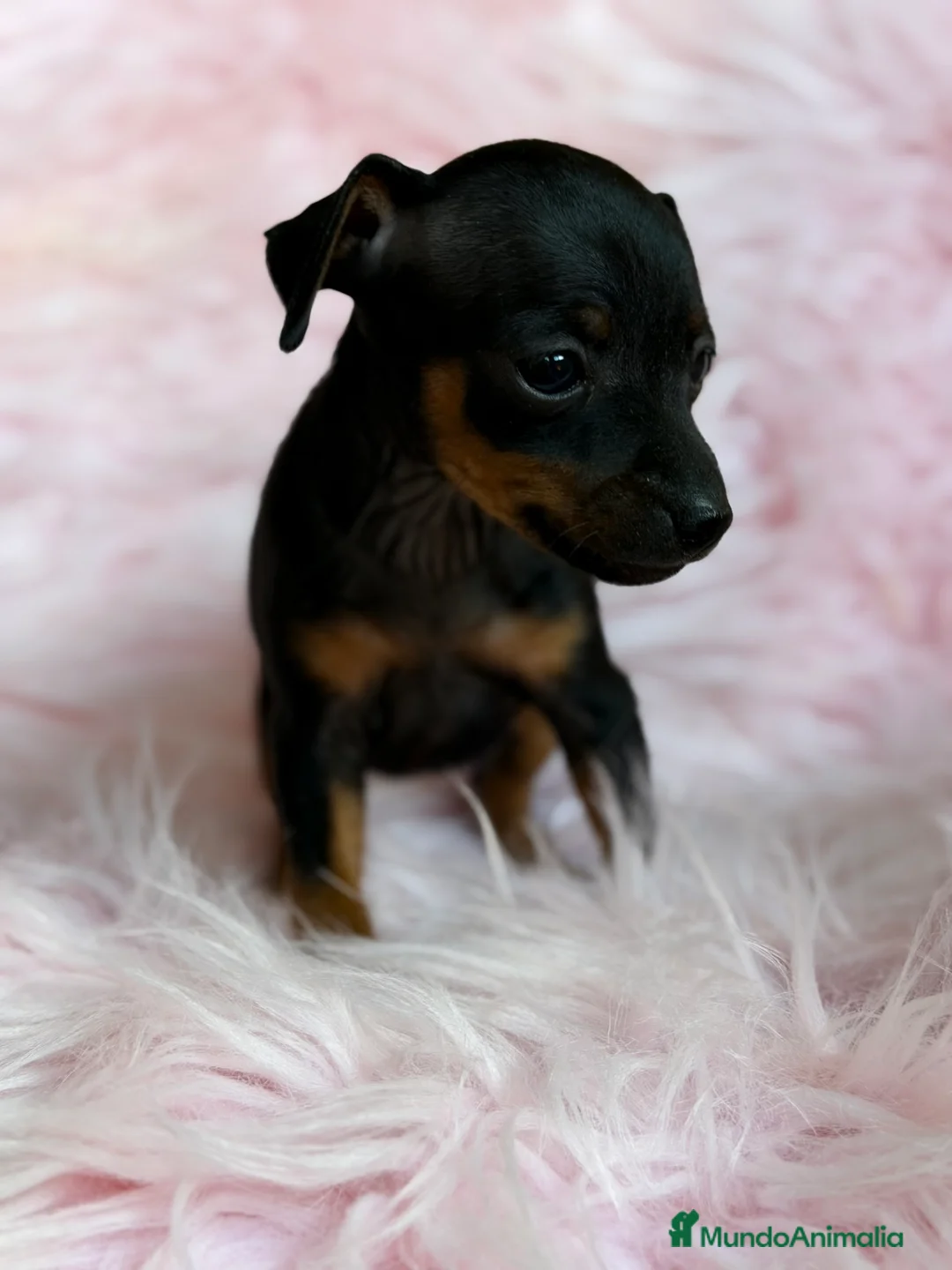 Pinscher Miniatura perros en venta: Minipincher hembra  - Anuncio 2