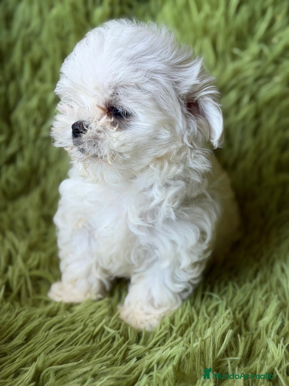 Bichón Maltés perros Macho bichon maltes 💙🐾 - Anuncio 1