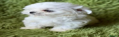Bichón Maltés 1