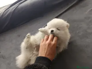 Pomerania perros Pomerania de Lulú en Badajoz - Anuncio 33