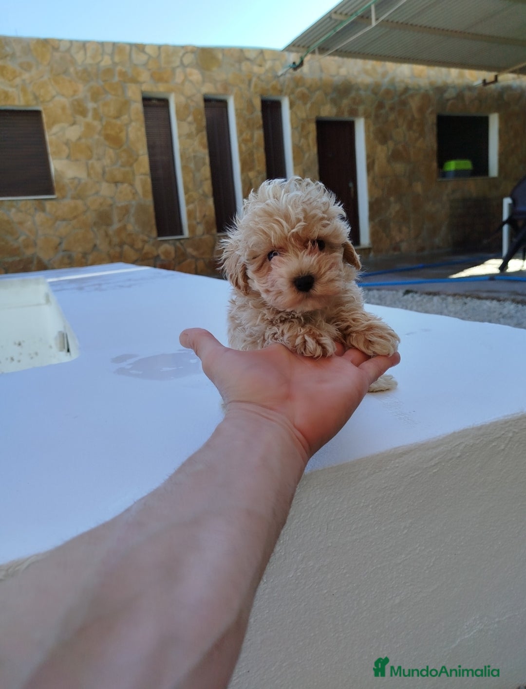 Maltipoo perros en venta: Maltipoo  - Anuncio 4