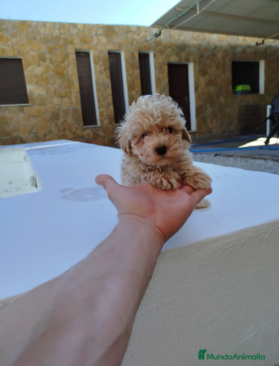 Maltipoo perros en venta: Maltipoo  - Anuncio 4