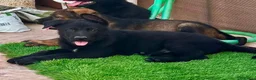Pastor Alemán perros en venta: Cachorro pastor alemán linea de trabajo - Anuncio 2
