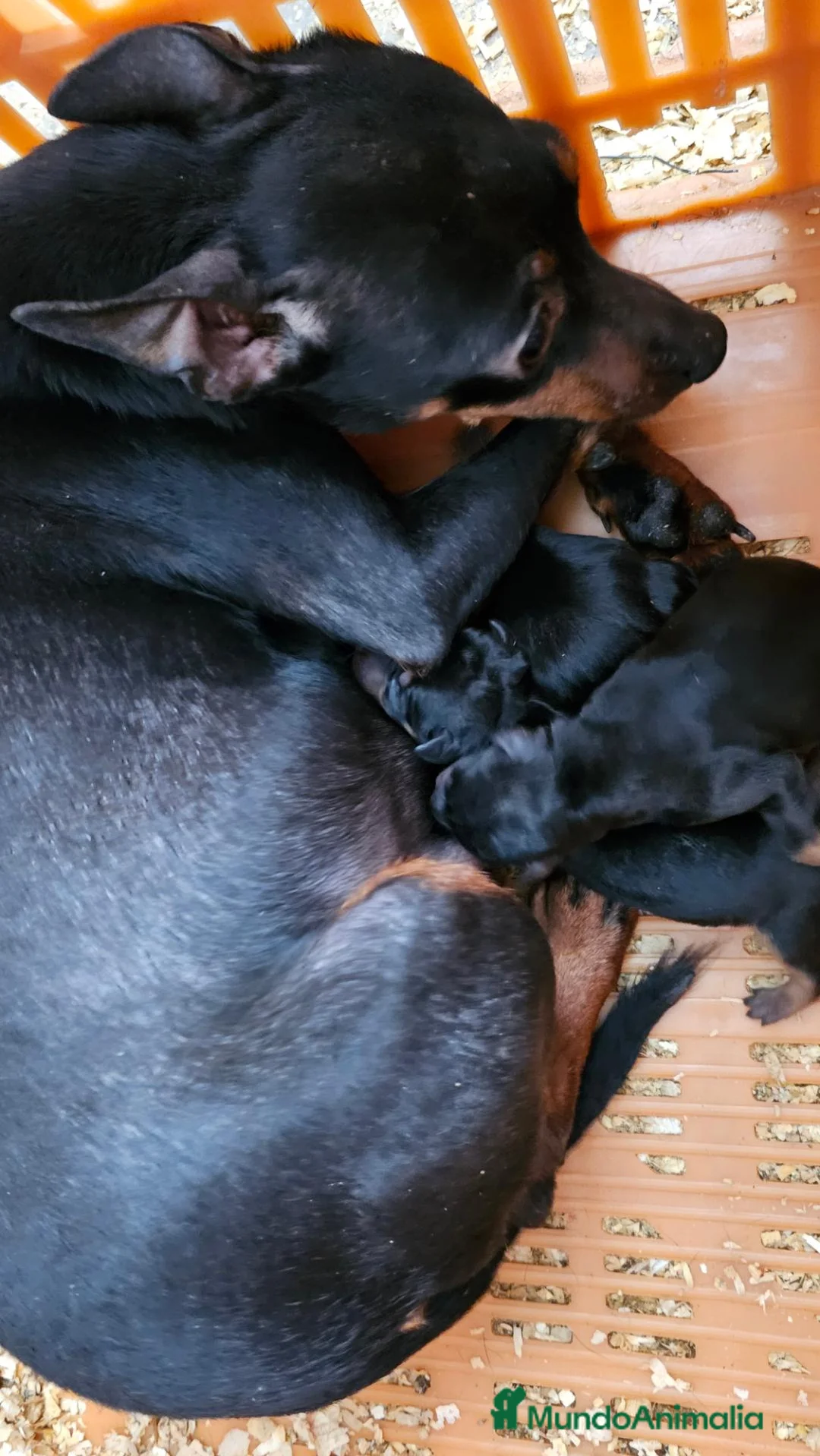 Pinscher Miniatura perros en venta: Mini Pincher toy - Anuncio 1