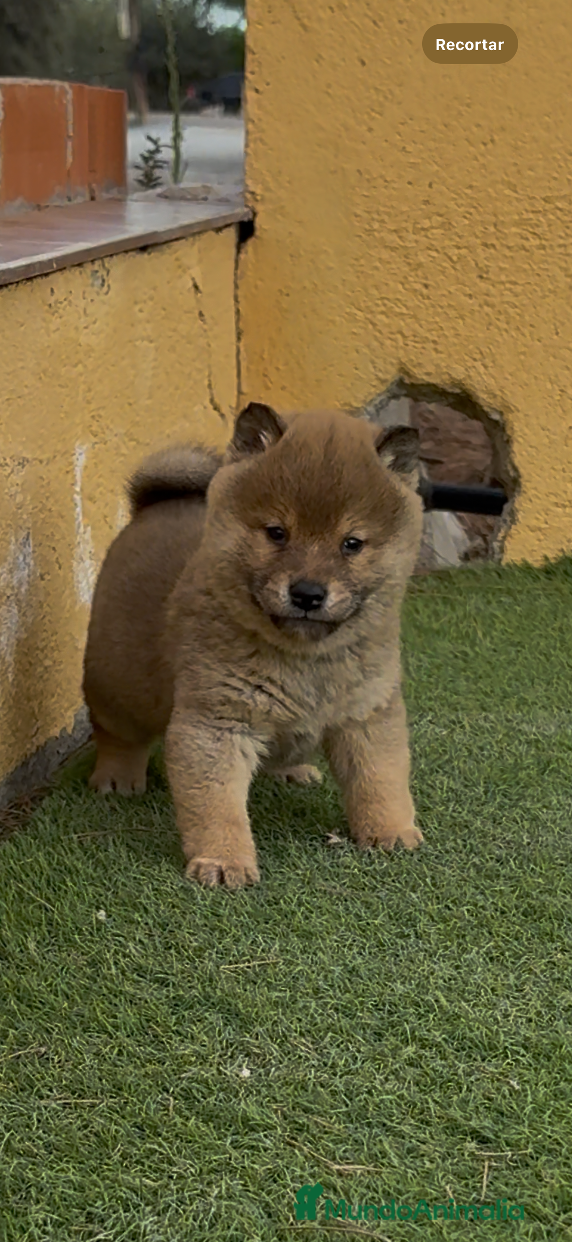 Shiba Inu perros Shiba Inu - Anuncio 2