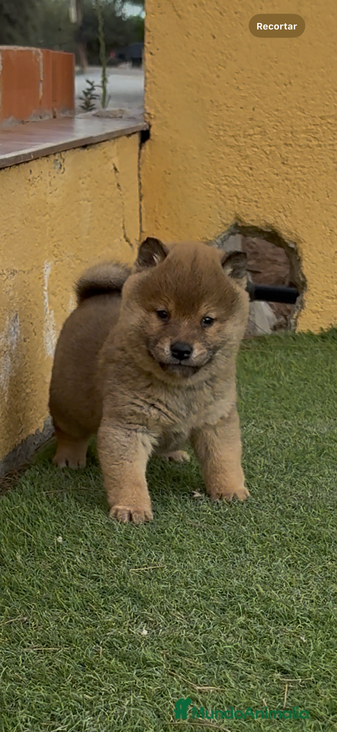 Shiba Inu perros en venta: Shiba Inu - Anuncio 2