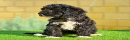 Perro de Agua Español perros en venta: Perro de agua , cachorros  - Anuncio 16