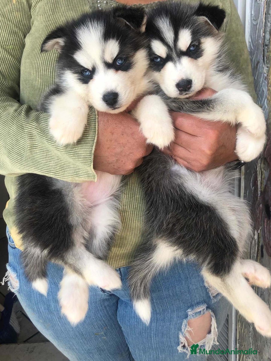 Husky Siberiano perros HUSKY SIBERIANO  (CONTRAREMBOLSO )  - Anuncio 1