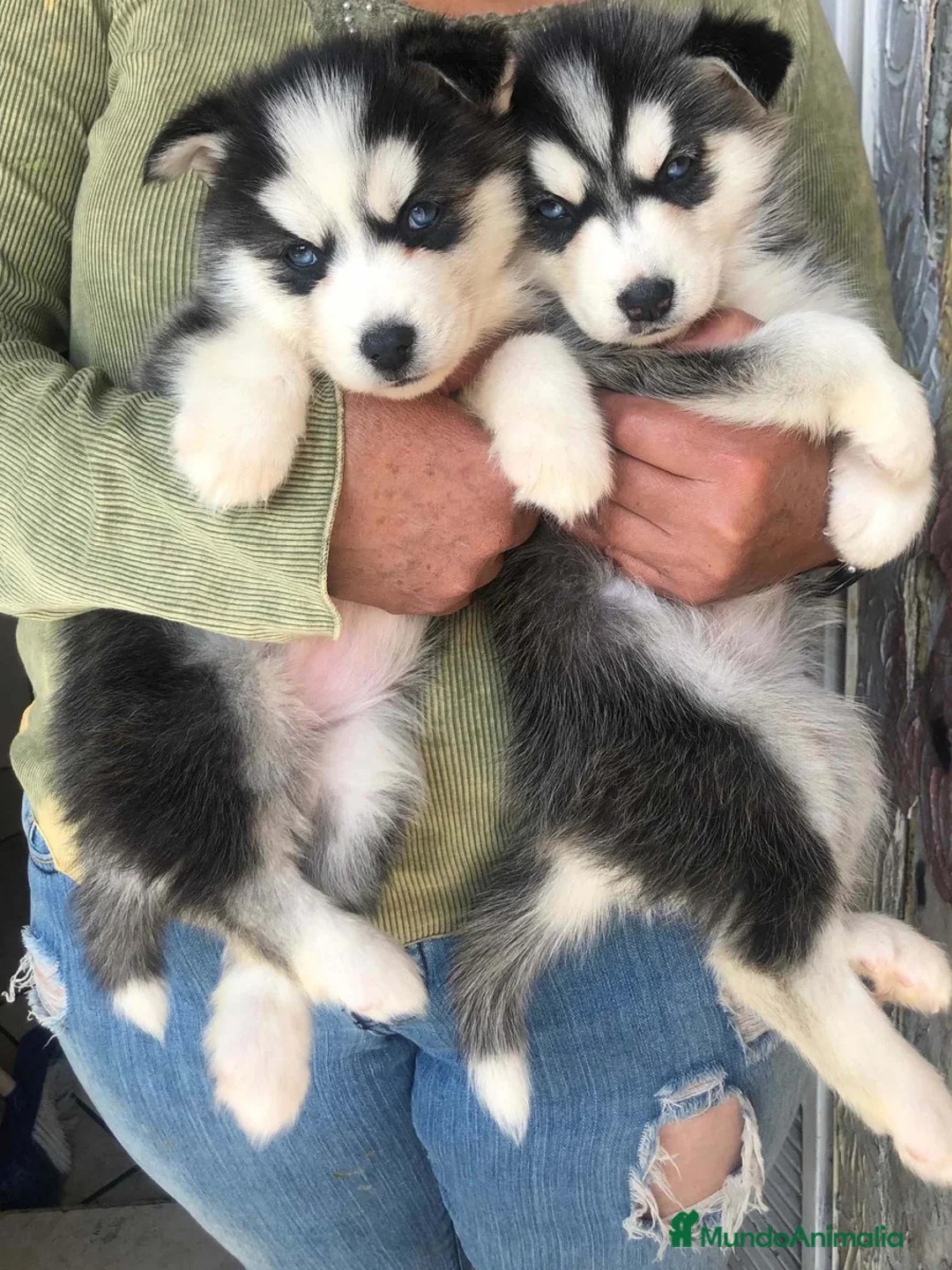 Husky Siberiano perros en venta: HUSKY SIBERIANO  (CONTRAREMBOLSO )  - Anuncio 1