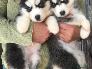 Husky Siberiano perros HUSKY SIBERIANO (CONTRAREMBOLSO ) - Anuncio 1