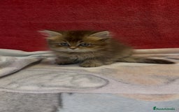 Británico de Pelo Largo gatos en venta: Monísimo British Golden de ojos verdes - Imagen 4