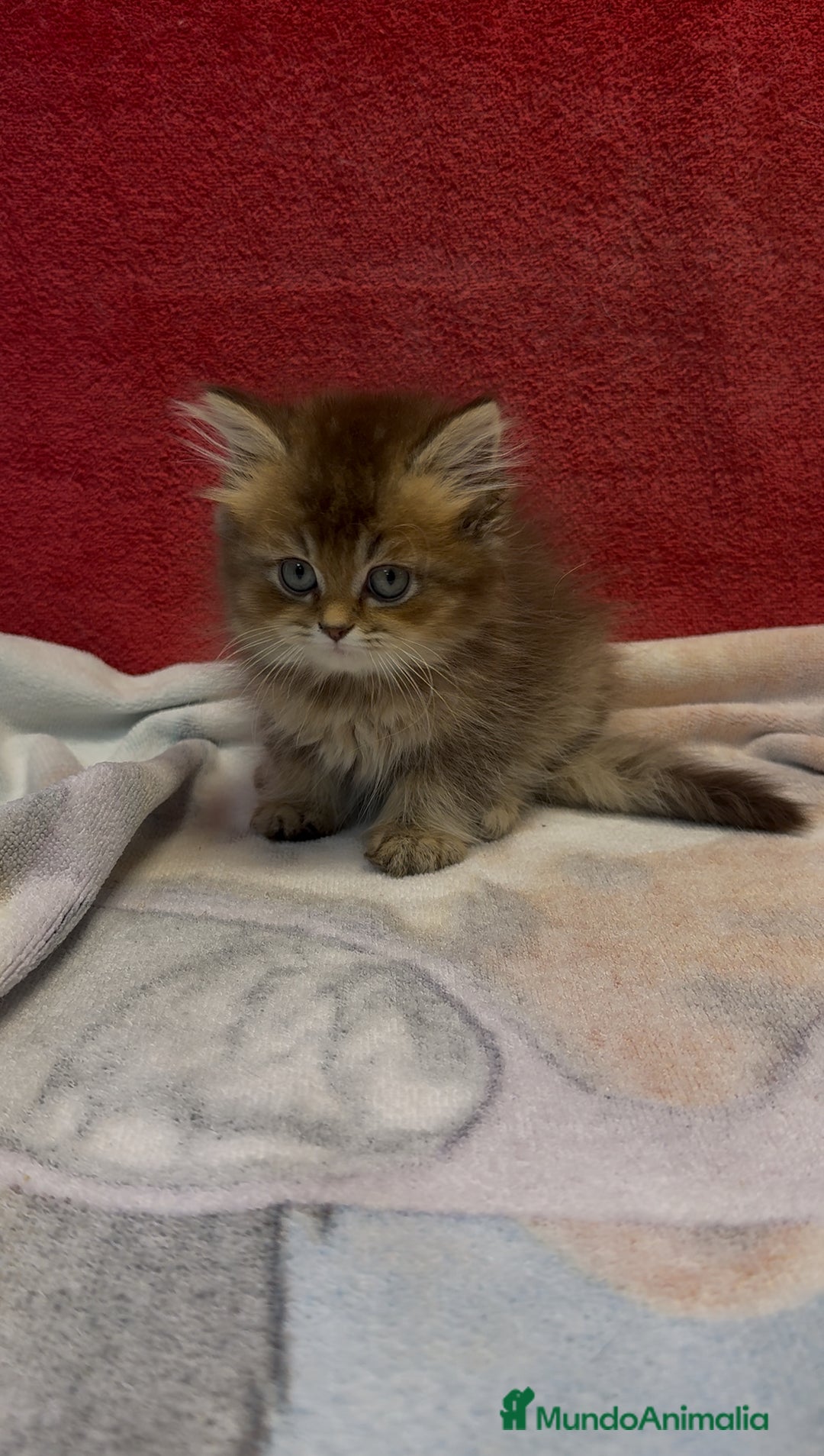 Británico de Pelo Largo gatos en venta: Monísimo British Golden de ojos verdes - Imagen 4