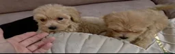 Maltipoo perros en venta: Maltipoo machos  - Anuncio 7