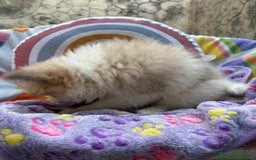 Pomerania perros en venta: Preciosa pomerania hembra - Imagen 5