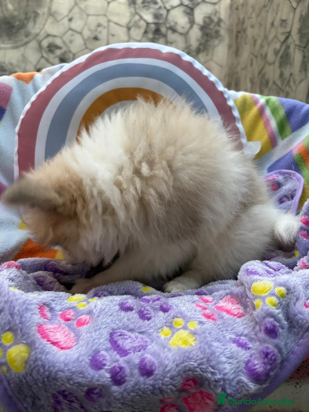 Pomerania perros en venta: Preciosa pomerania hembra - Imagen 5