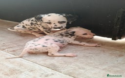 Dálmata perros en venta: Dalmata  - Imagen 4
