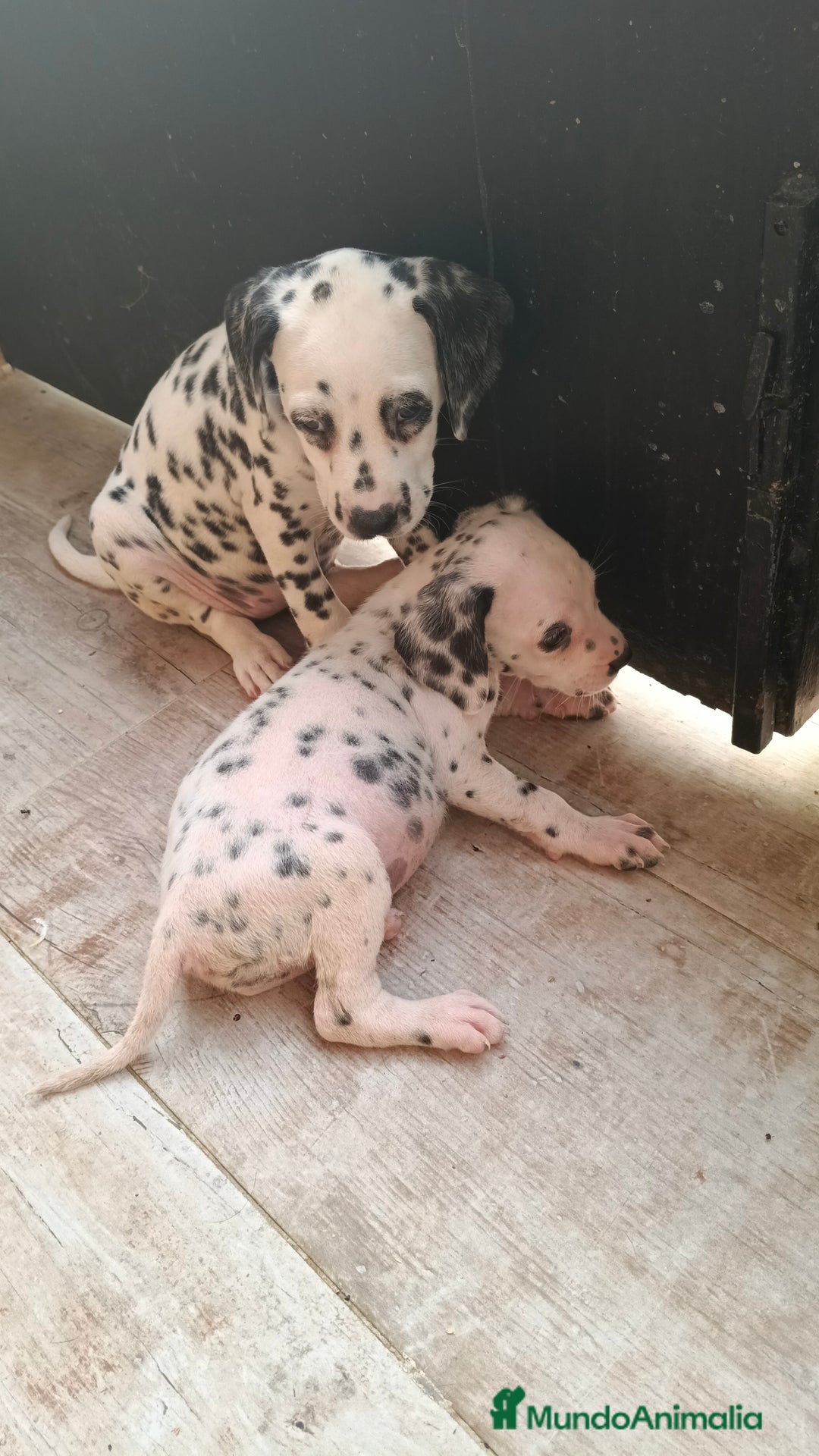 Dálmata perros en venta: Dalmata  - Imagen 4