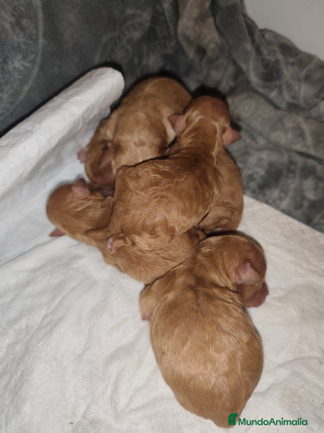 Caniche Toy perros en venta: Camada de caniche toy PraoToro  - Anuncio 3